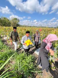 Sukseskan Ketahanan Pangan, BUMDes Maju Mandiri Pulutan Gelar Panen Raya Petik Melon